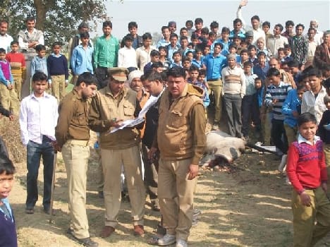 Neelgai Killed in Akrabad